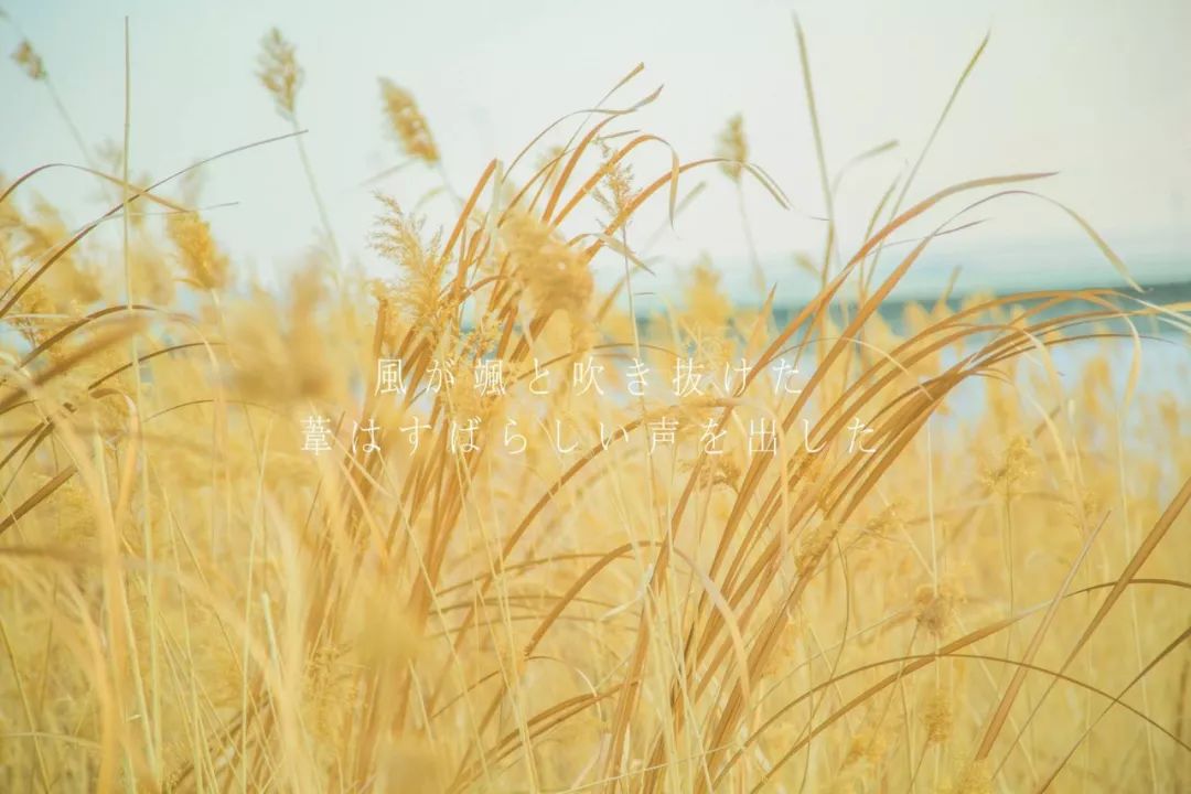 网络神曲《起风了》吉他指弹曲谱