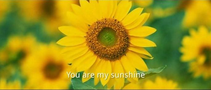 经典老歌《You Are My Sunshine》吉他谱