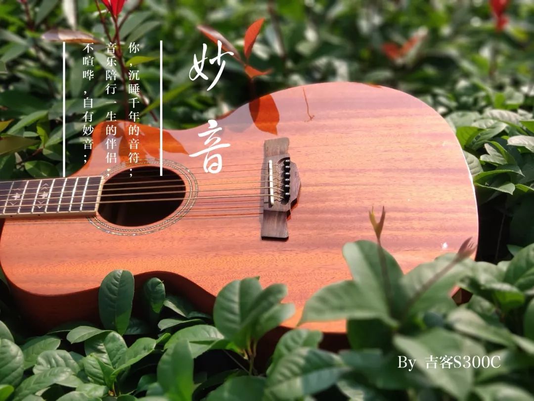 《兰花草》吉他谱及歌曲赏析