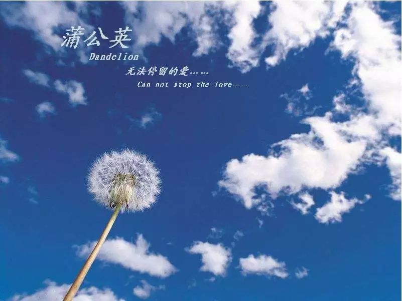 《蒲公英的约定》四手联弹+独奏钢琴谱合辑